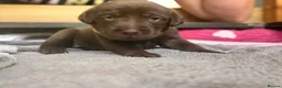 Labrador Retriever dogs for sale: Beautiful Chocolate & Black Labrador Puppies in Torquay - Advert 32