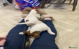 Jack Russell dogs for sale: Two girl puppies available  - Image 20