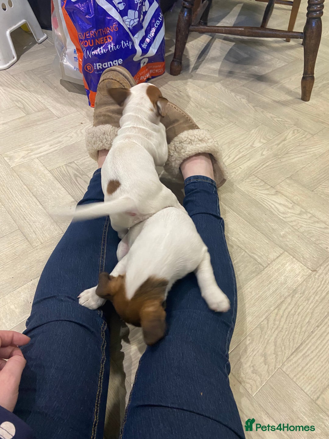 Jack Russell dogs for sale: Two girl puppies available  - Image 20