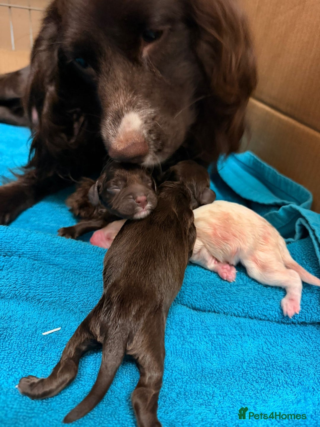 Cocker Spaniel dogs for sale: Beautiful Female Working Cocker Spaniels - Advert 4