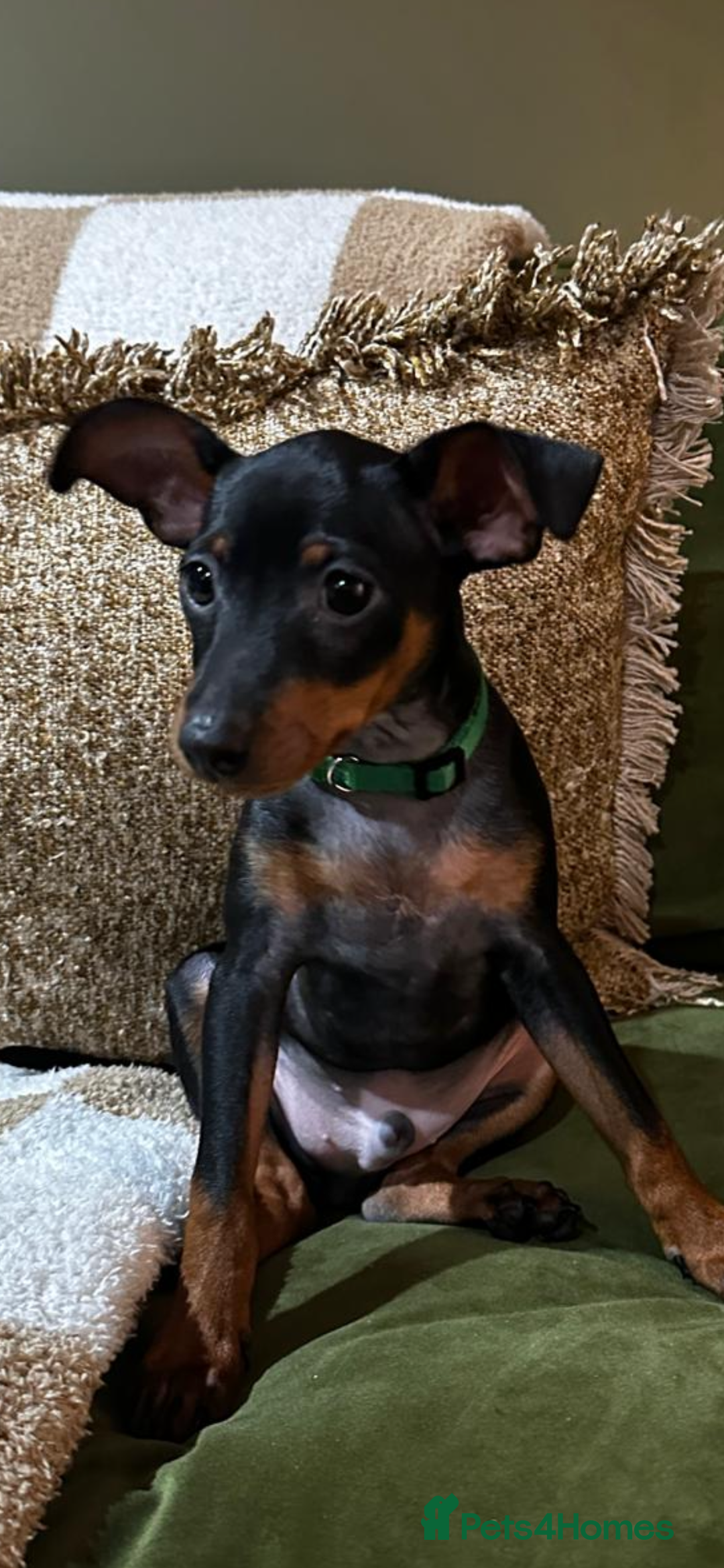 Miniature Pinscher dogs for sale: Stunning Miniature Pinscher Boy 💕 - Advert 6