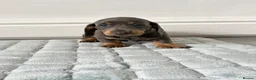 Dachshund dogs for sale: Beautiful Dachshund  in Nelson - Advert 10