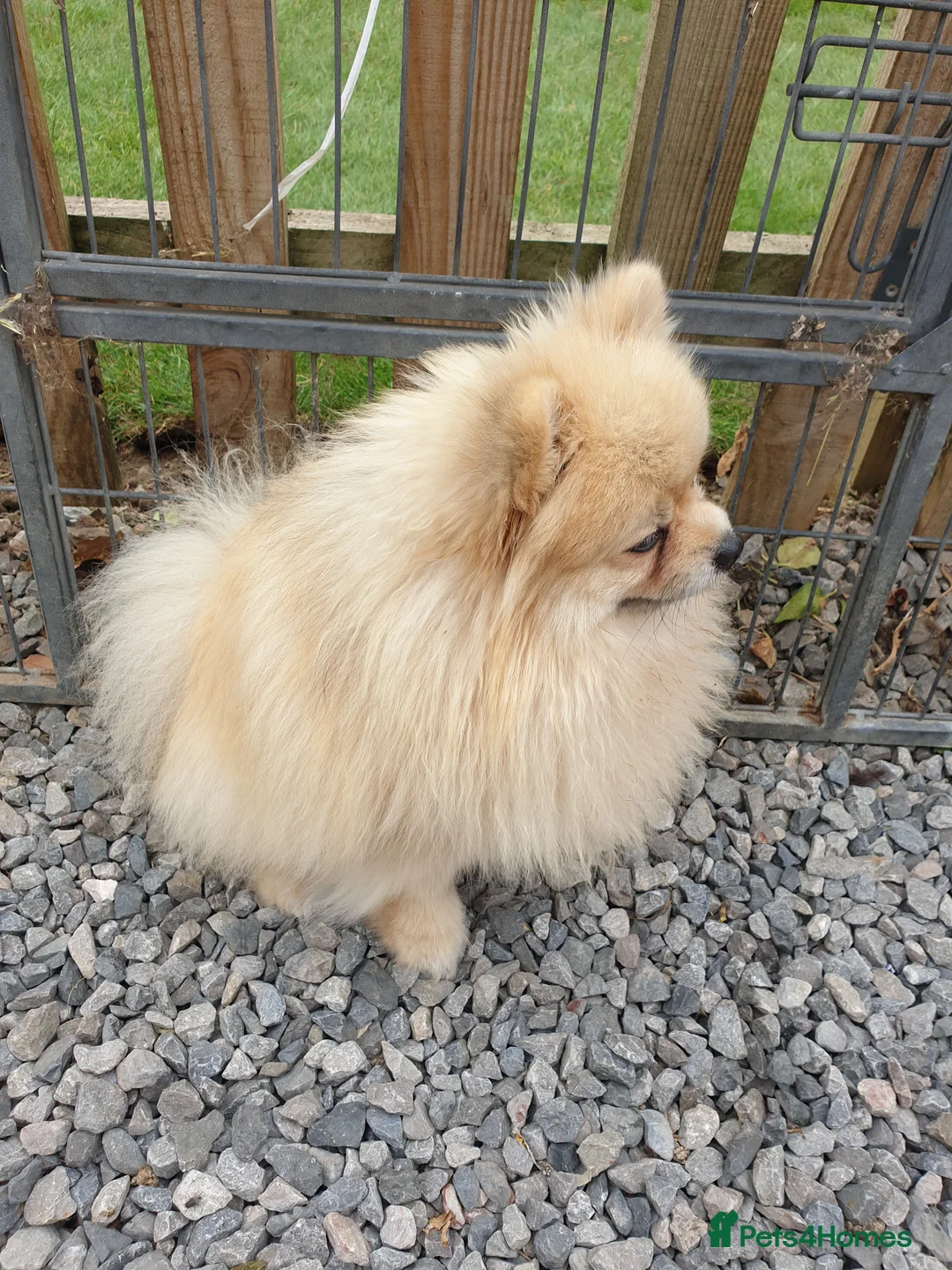 Pomeranian dogs for stud: Rocket Pomeranian stud  in Romford - Advert 11