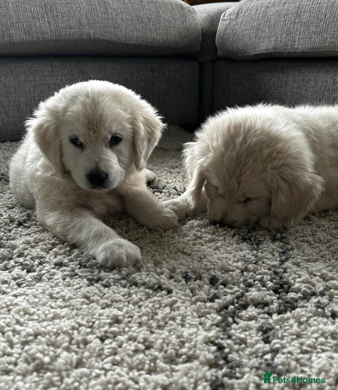 Golden Retriever dogs for sale: Chunky Golden Retriever puppies - Advert 2