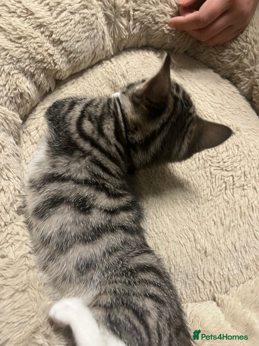 Mixed Breed cats for sale: 🐾 Beautiful Green eyed Grey tabby Kittens  - Advert 9