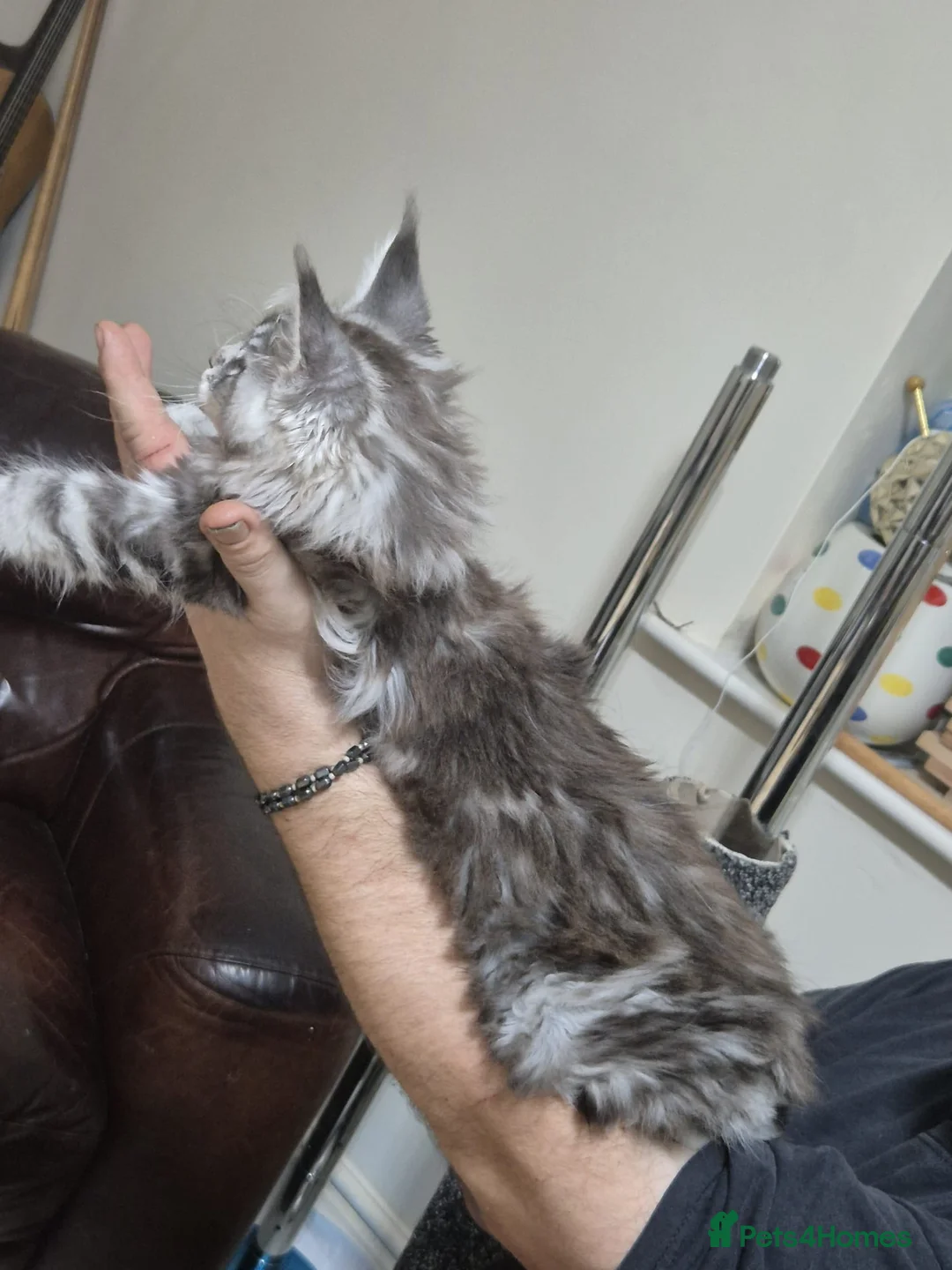Maine Coon cats for sale: Maine coon kittens  - Advert 6