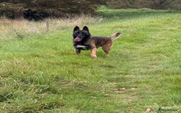 Belgian Shepherd Dog dogs for sale: Belgium Malinois male  - Image 2