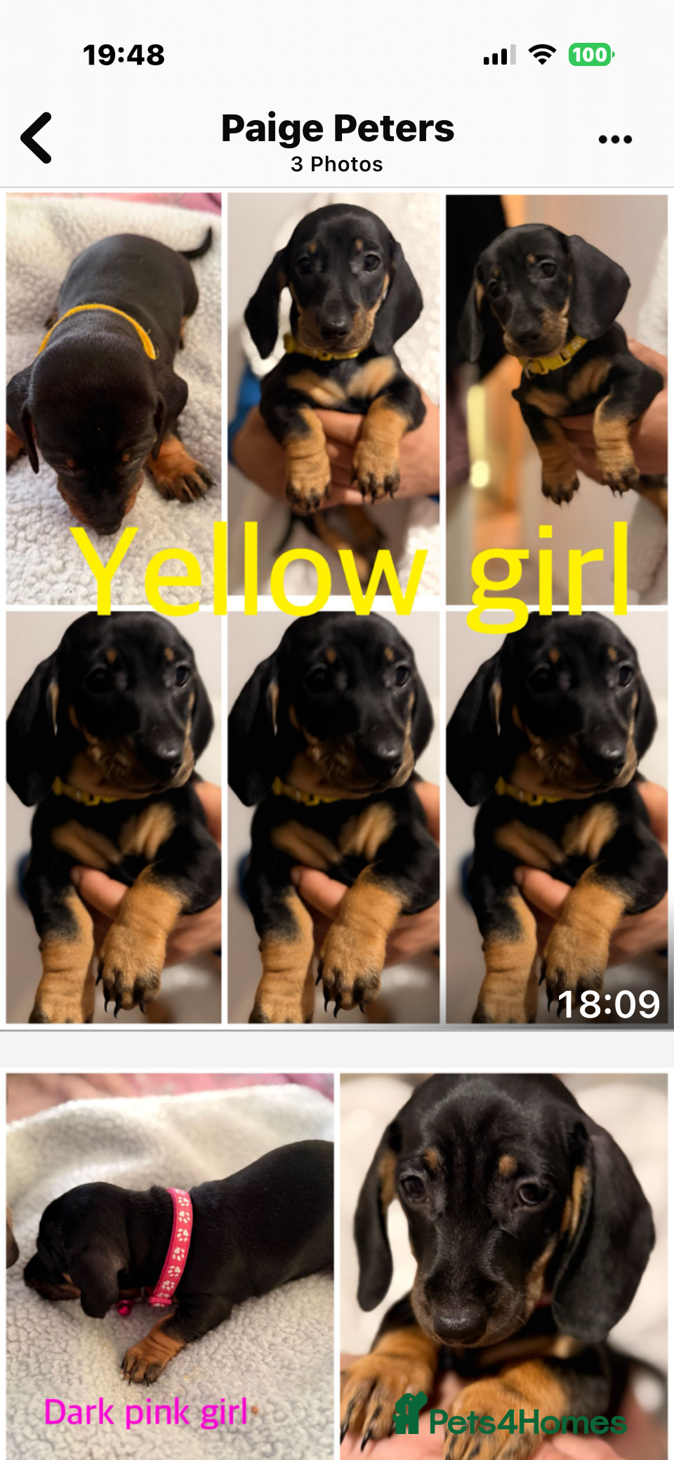 Dachshund dogs Dachshund  - Advert 2