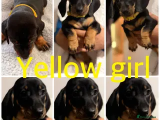 Dachshund dogs Dachshund - Advert 2