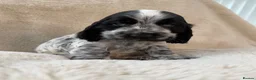Cocker Spaniel dogs for sale: Top Quality KC Show Cocker Spaniel Puppies  - Advert 11