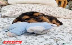 Cocker Spaniel dogs for sale: 🐾 Beautiful Show Cocker Spaniel Puppys - Image 8