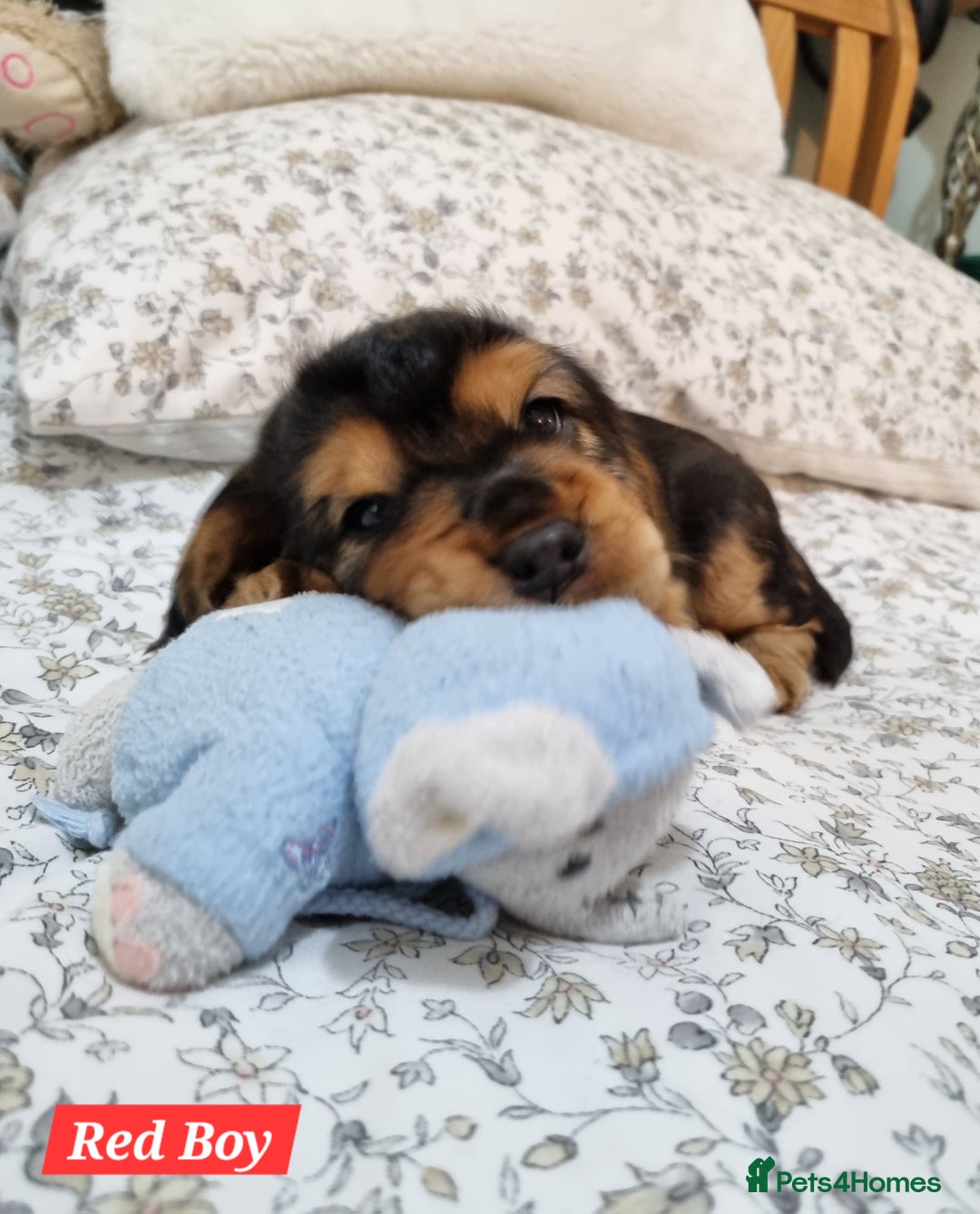 Cocker Spaniel dogs for sale: 🐾 Beautiful Show Cocker Spaniel Puppys - Image 8