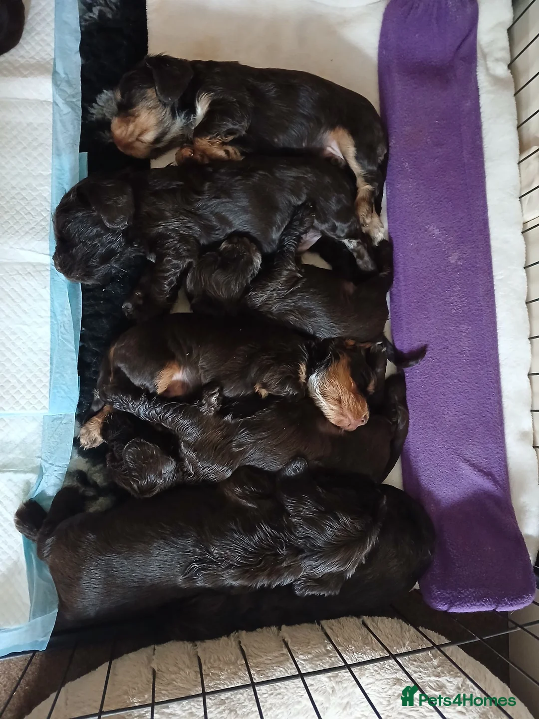 Cocker Spaniel dogs for sale: Gorgeous KC Registered Show Cocker spanials  in Turriff - Advert 2