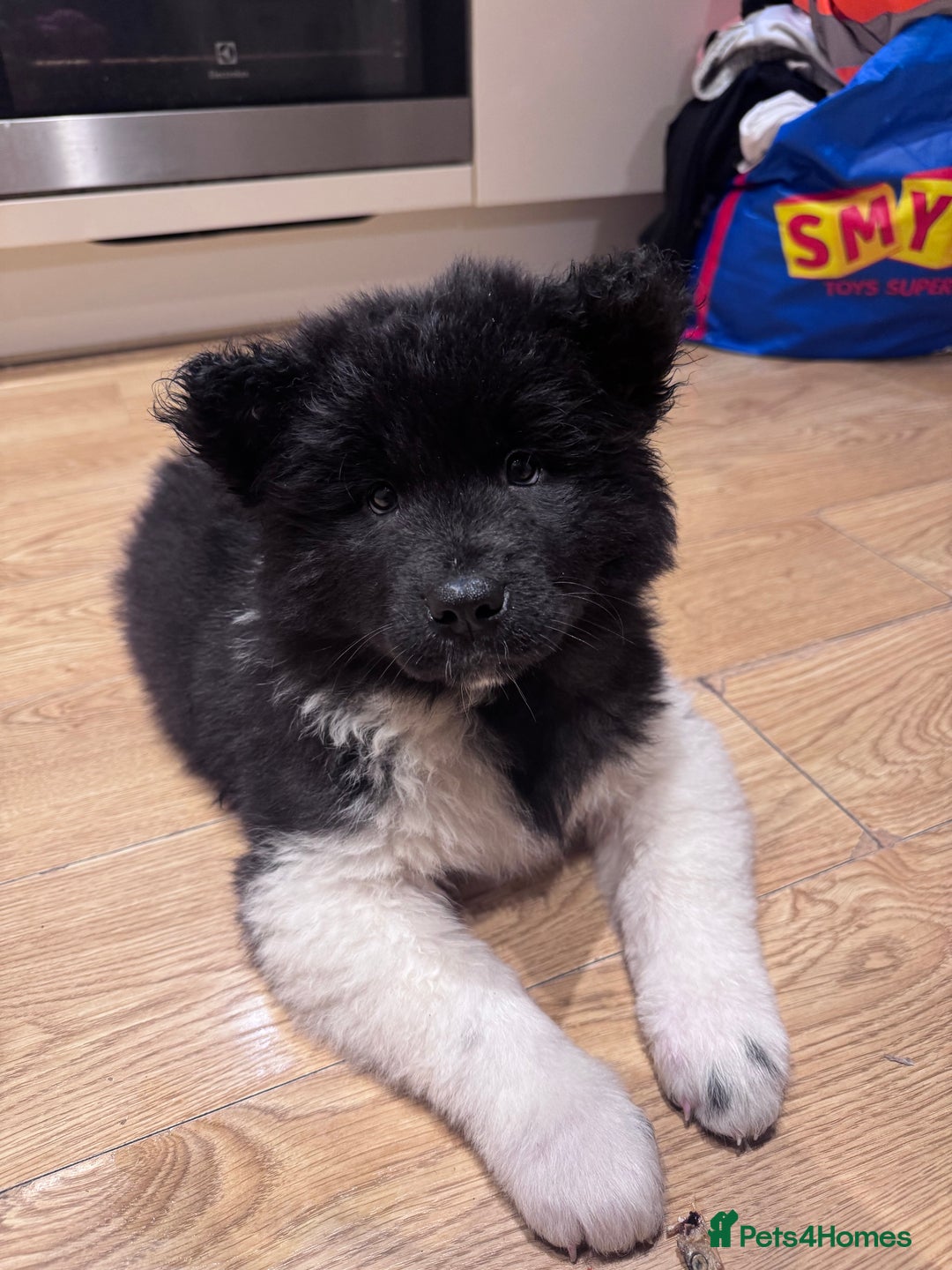 Akita dogs for sale: Long hair Akita puppy  - Advert 2