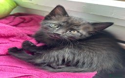 Ragdoll cats for sale: Ragdoll x Russian white kittens  - Image 3