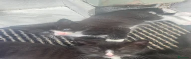 Mixed Breed Kitten 2