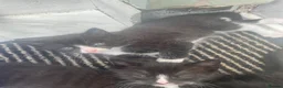 Mixed Breed cats for sale: Three beautuful & playful kittens - Advert 6