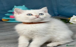 British Shorthair cats for sale: British shorthair golden, silver TICA - Image 18