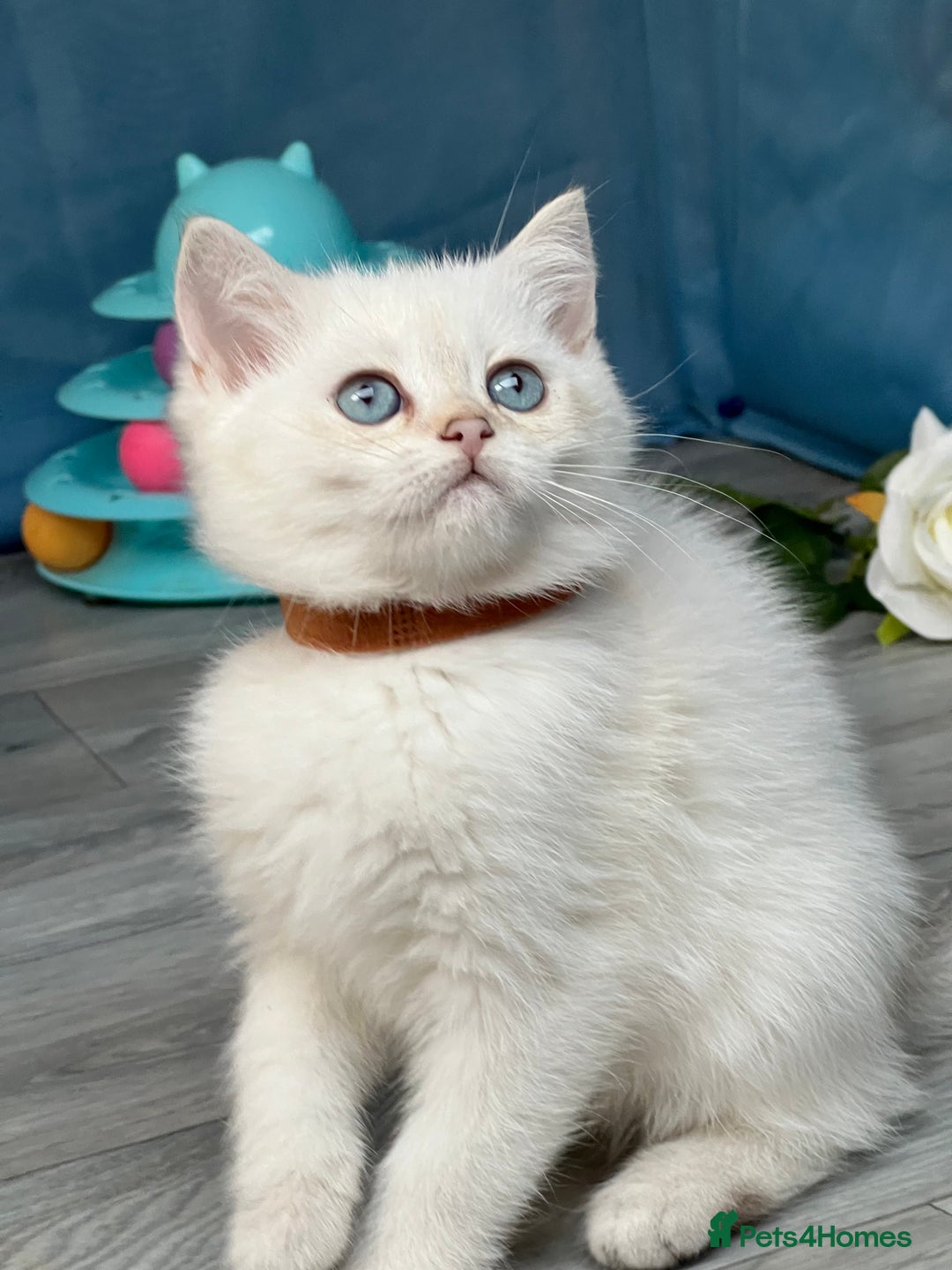 British Shorthair cats for sale: British shorthair golden, silver TICA - Image 18