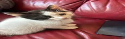 Mixed Breed cats for sale: Ragdoll x tabby - Advert 4