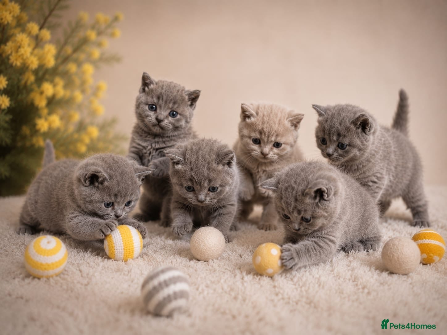 British Shorthair cats 6 gorgeous bsh girls for sale 💗 - Advert 2