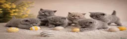 British Shorthair cats for sale: 6 gorgeous bsh girls for sale 💗 - Advert 2
