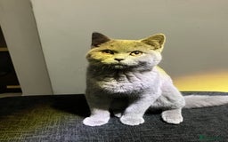 British Shorthair cats for sale: Male British Shorthair kitten 6 month old  - Image 11