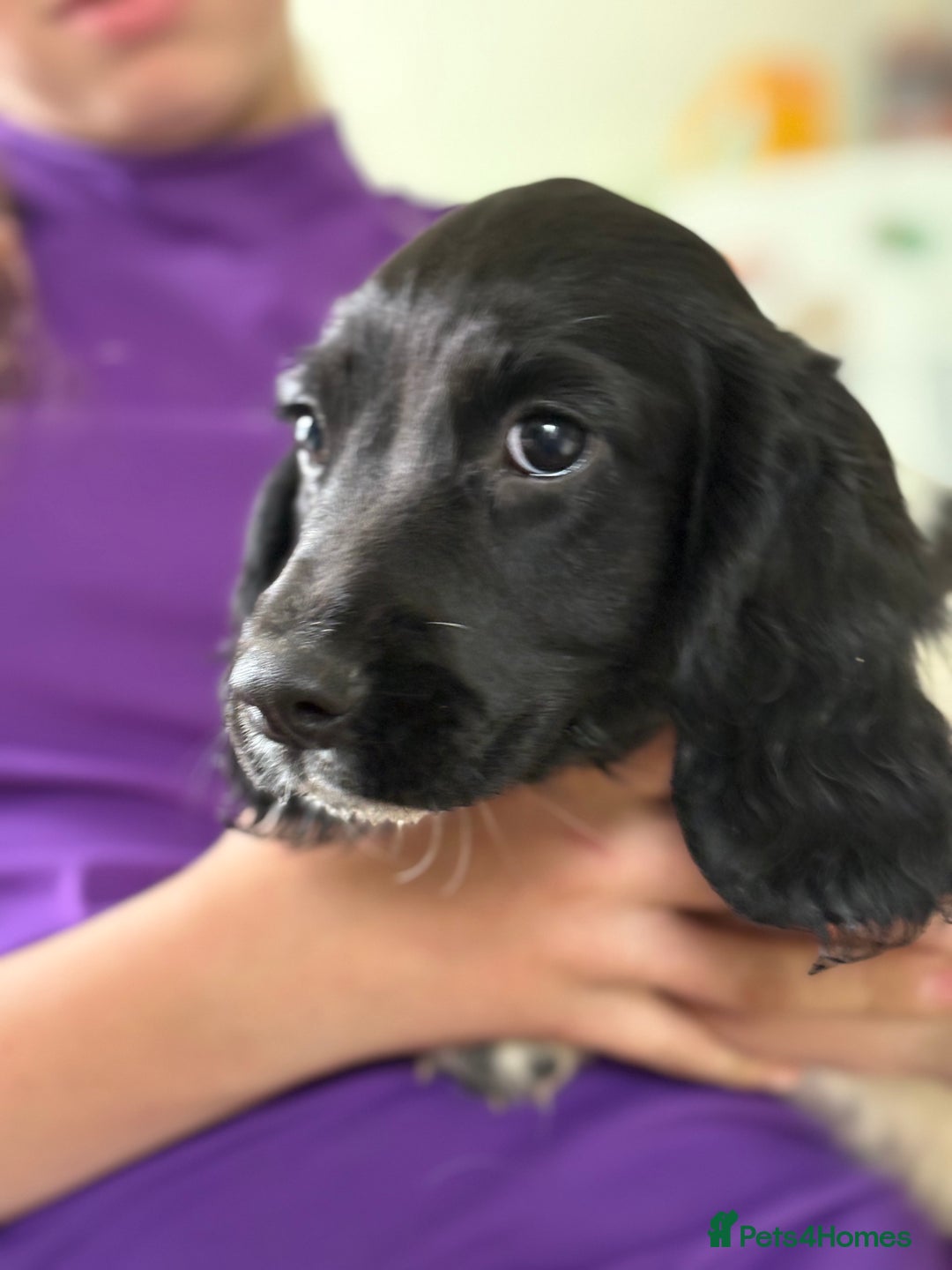 English Springer Spaniel dogs for sale: KC Registered English springer spaniel puppies. - Image 34