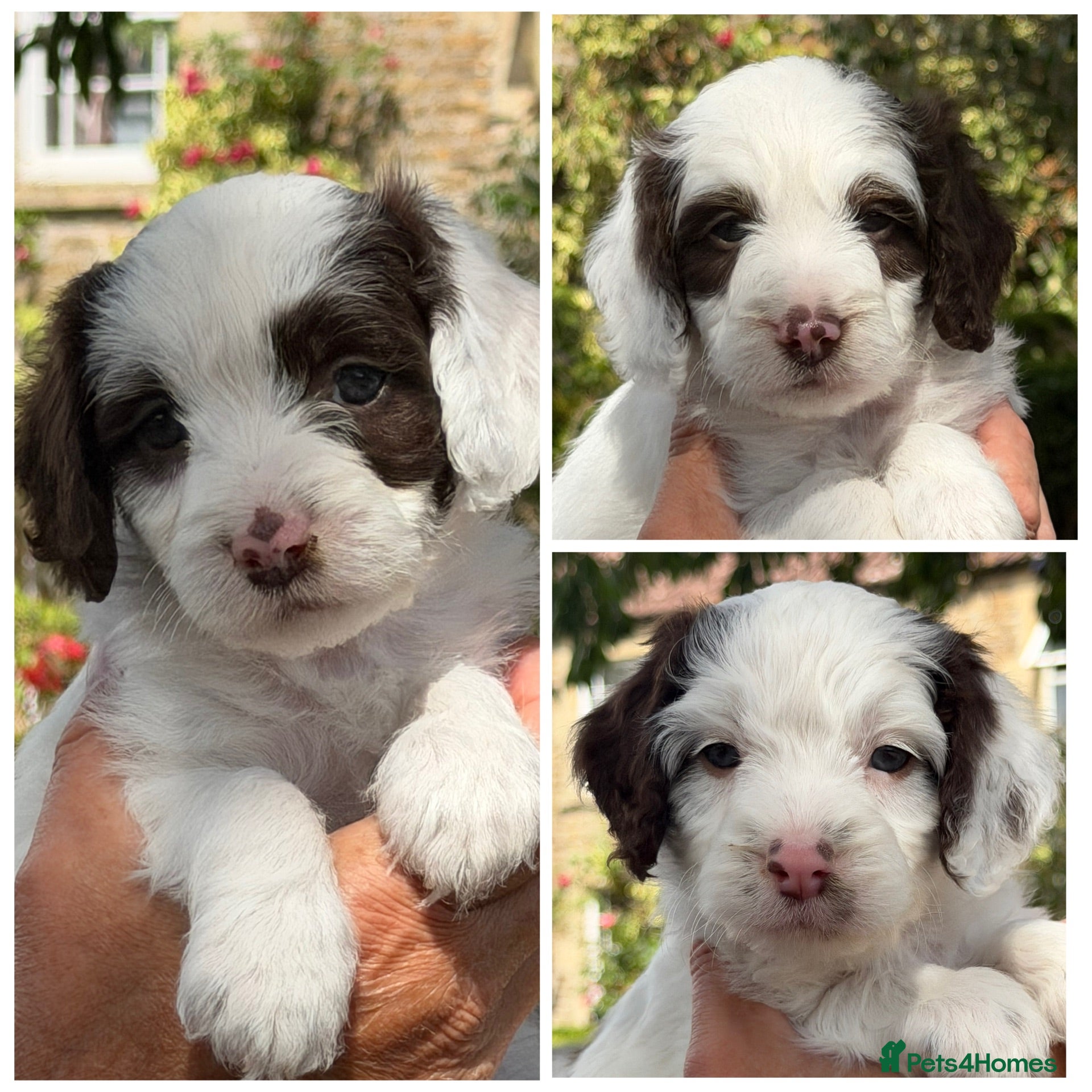 Cockapoo dogs F1 Cockapoos Full DNA 5⭐️ Licensed Breeder  - Advert 7