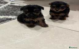 Yorkshire Terrier dogs for sale: Yorkshire terrier puppies  - Image 6