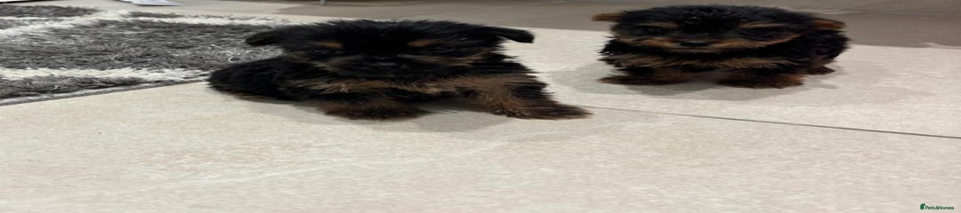 Yorkshire Terrier Puppy 4