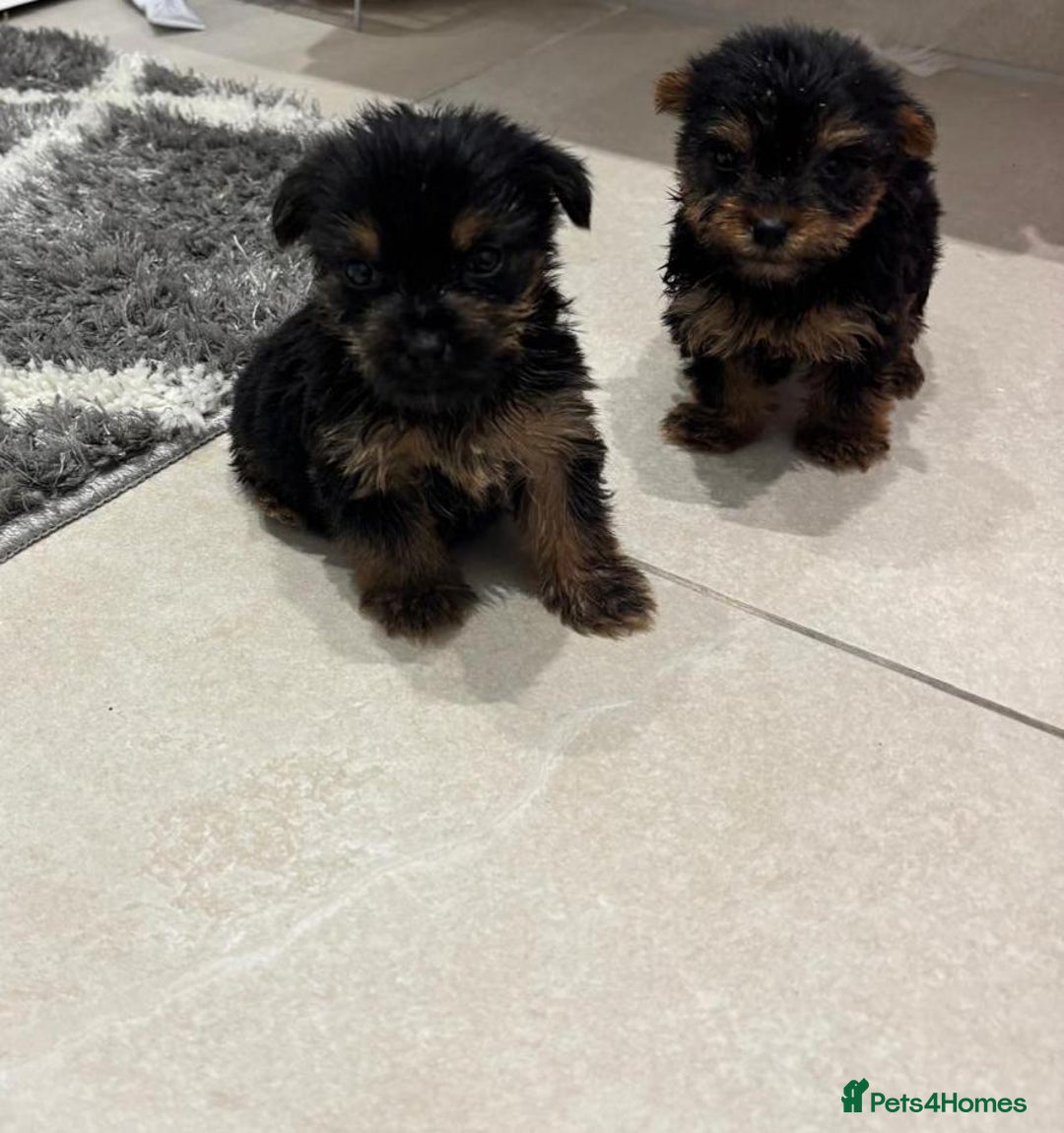 Yorkshire Terrier dogs for sale: Yorkshire terrier puppies  - Image 6