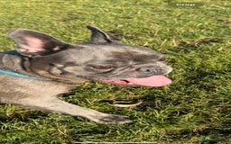 French Bulldog dogs for sale: 2 Adult French bulldogs and 4 Puppies  - Image 14