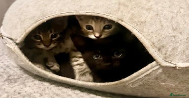 Savannah cats - Advert 14