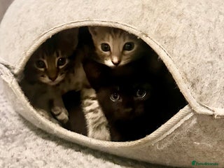 Savannah cats F4 Savannah kittens - Advert 3