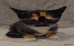 Mixed Breed cats for sale: 🐾 Gorgeous Fluffy Kittens for Loving Homes 🐾 - Image 5