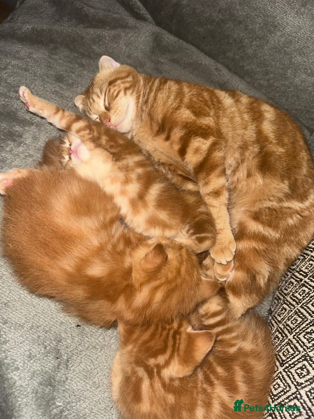 Scottish Fold cats for sale: Ginger Scottish fold/straights - Advert 4