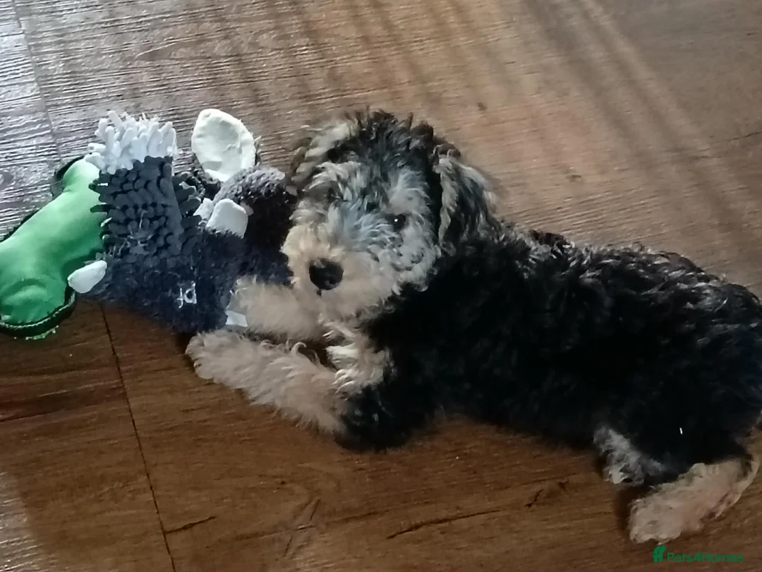 Lakeland Terrier dogs for sale: SHOW KC Registered Lakeland Terrier  - Advert 2