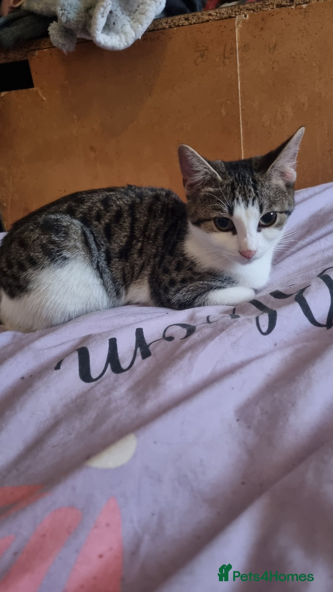 Domestic Shorthair cats for sale: 3 x Girls looking for new homes - Advert 3