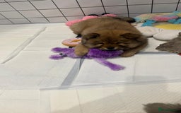 Chow Chow dogs for sale: Chow Puppies looking for new home - Image 17