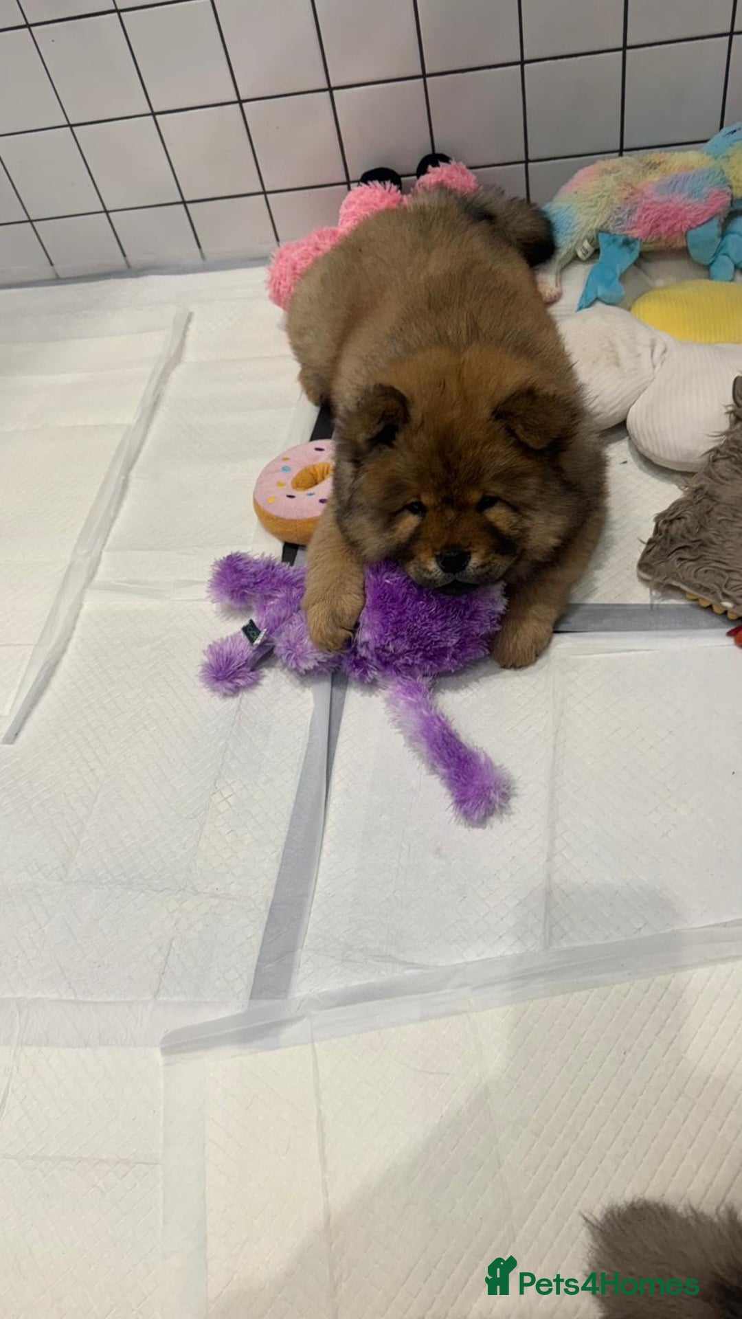 Chow Chow dogs for sale: Chow Puppies looking for new home - Image 17