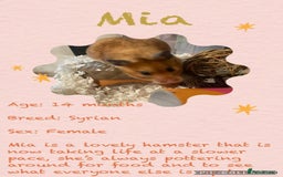 Hamster rodents for sale: Hamsters  - Image 1