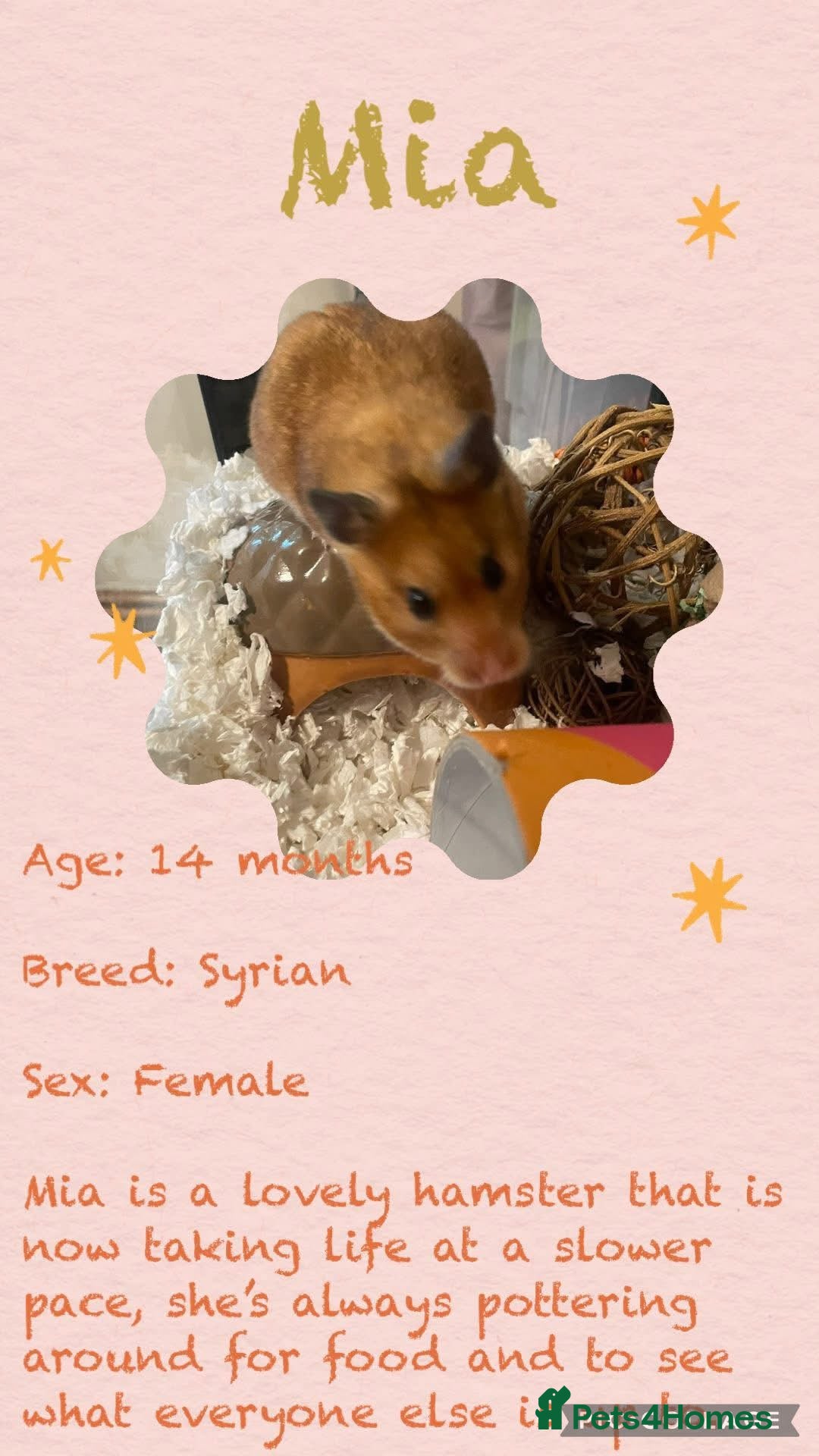 Hamster rodents for sale: Hamsters  - Image 1