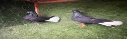 Pigeons birds for sale: Beautiful Quality Pigeons Healthy & Well Cared For - Advert 9