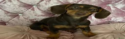 Miniature Dachshund dogs for sale: KC registered Miniature Dachshund  - Advert 10