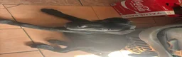 Cane Corso dogs for sale: Beautiful Cane Corso puppies Ready NOW - Advert 2