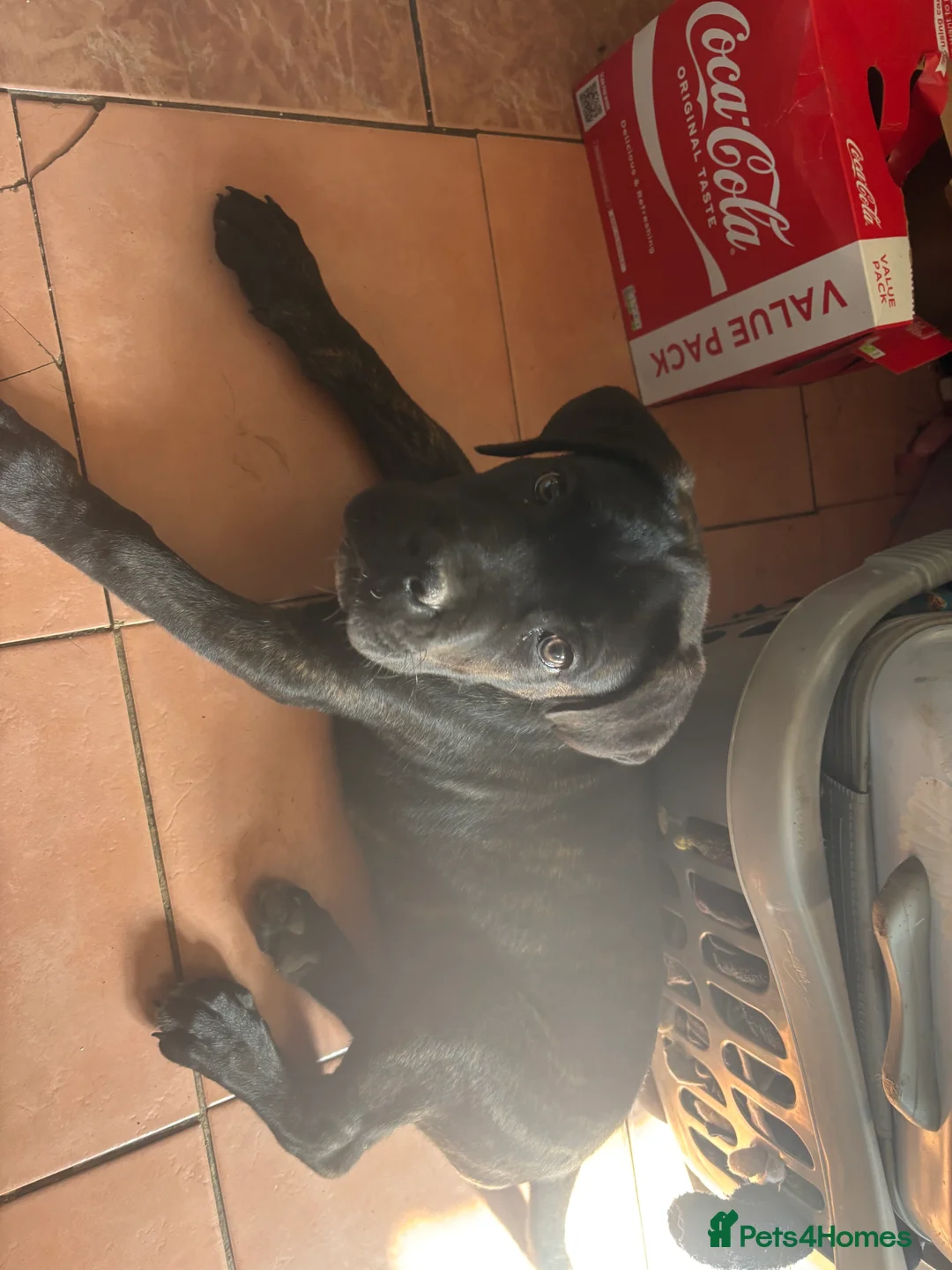 Cane Corso dogs for sale: Beautiful Cane Corso puppies Ready NOW - Advert 2