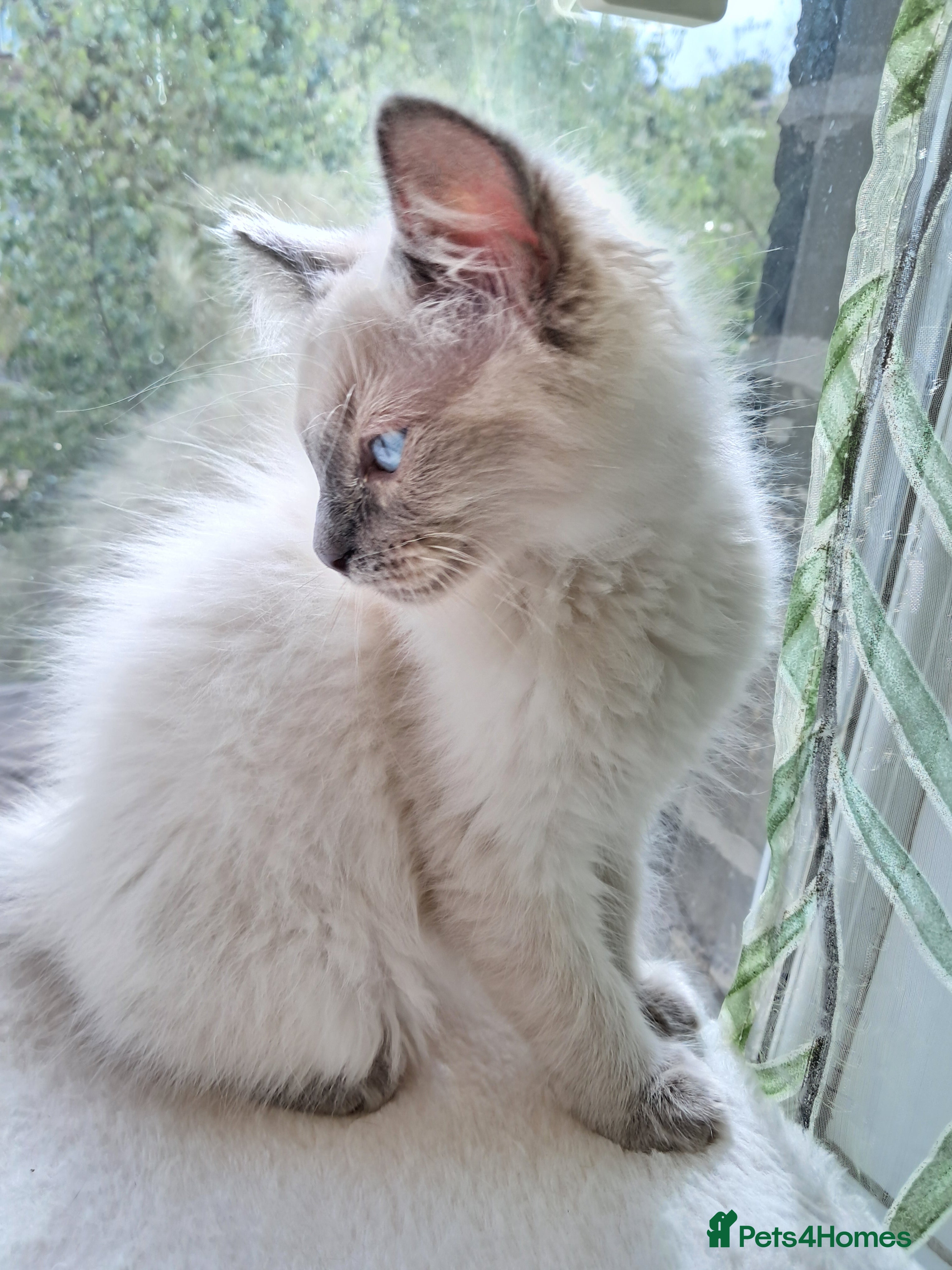 Ragdoll cats Pure bred beautiful Ragdoll kittens - Advert 2