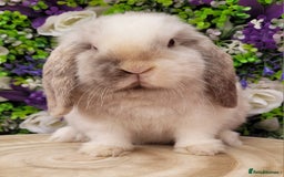 Mini Lop rabbits for sale: Magpie buck available now  - Image 2
