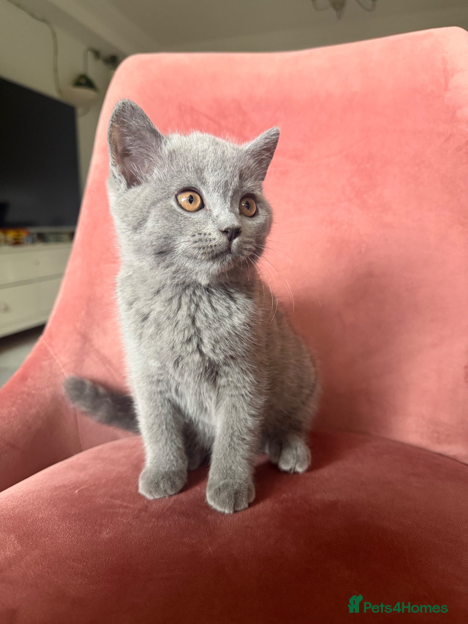 British Shorthair cats 5 BEAUTIFUL BRITISH SHORTHAIR 💕 - Advert 18